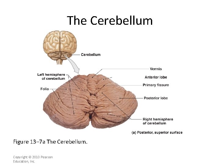 The Cerebellum Figure 13– 7 a The Cerebellum. Copyright © 2010 Pearson Education, Inc.