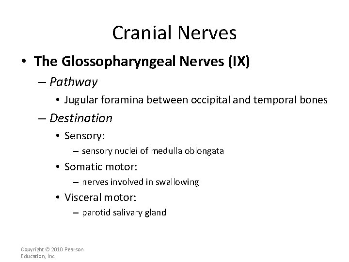 Cranial Nerves • The Glossopharyngeal Nerves (IX) – Pathway • Jugular foramina between occipital