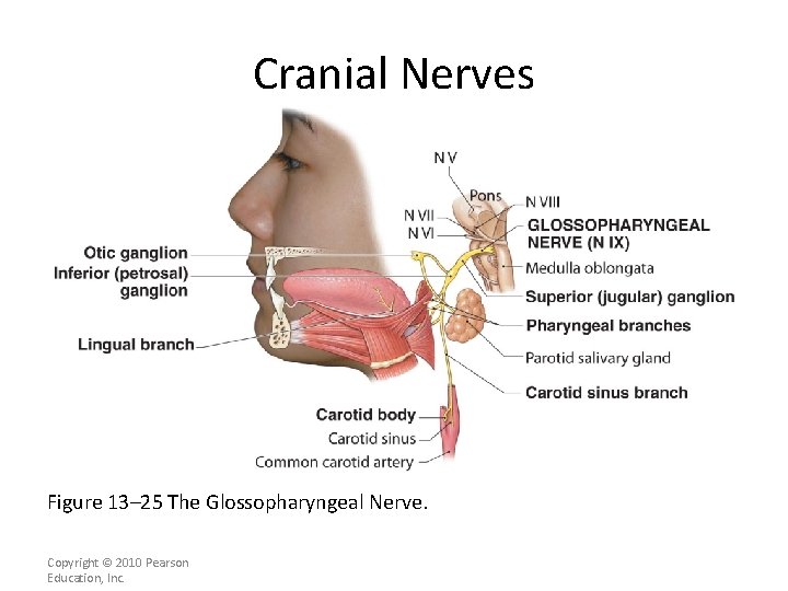 Cranial Nerves Figure 13– 25 The Glossopharyngeal Nerve. Copyright © 2010 Pearson Education, Inc.
