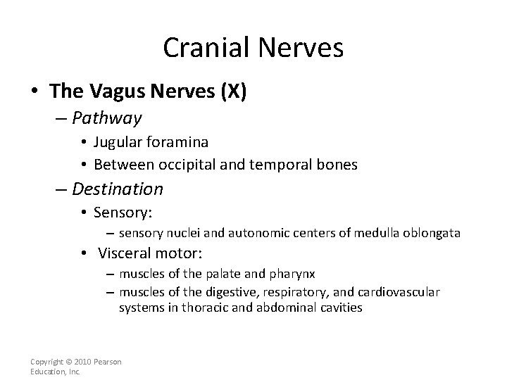 Cranial Nerves • The Vagus Nerves (X) – Pathway • Jugular foramina • Between
