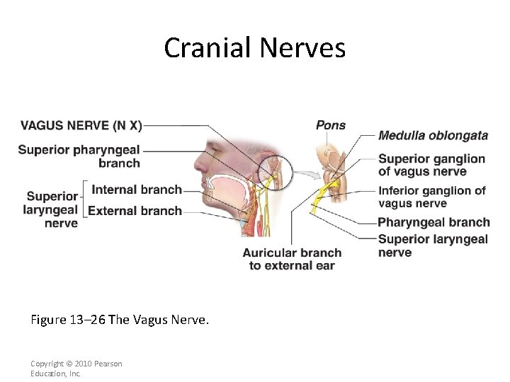 Cranial Nerves Figure 13– 26 The Vagus Nerve. Copyright © 2010 Pearson Education, Inc.
