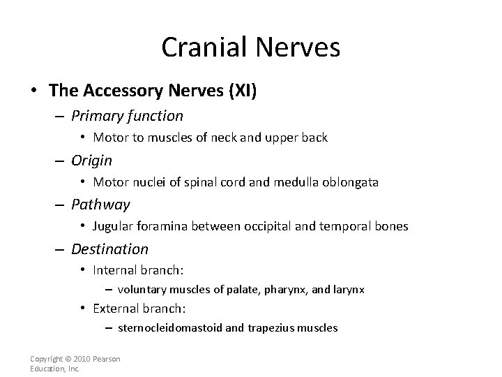 Cranial Nerves • The Accessory Nerves (XI) – Primary function • Motor to muscles