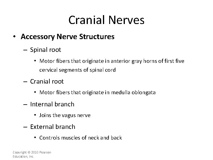Cranial Nerves • Accessory Nerve Structures – Spinal root • Motor fibers that originate