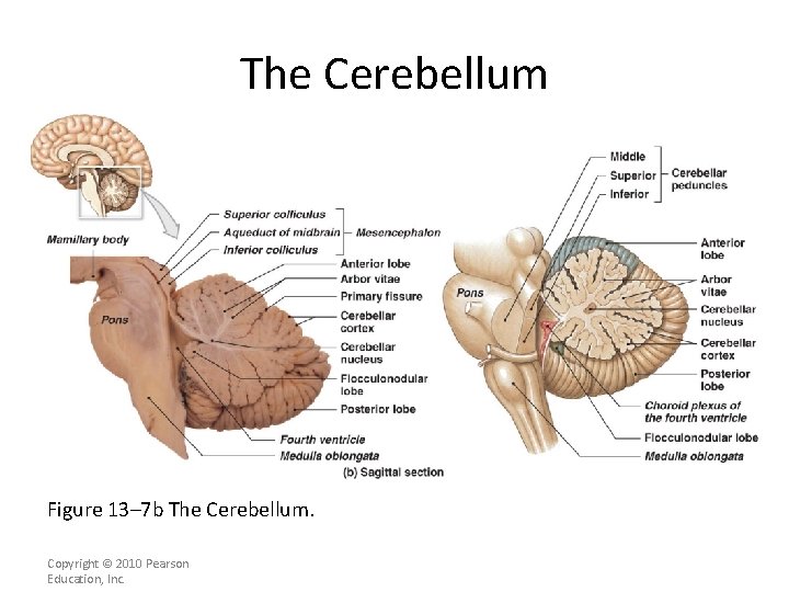 The Cerebellum Figure 13– 7 b The Cerebellum. Copyright © 2010 Pearson Education, Inc.