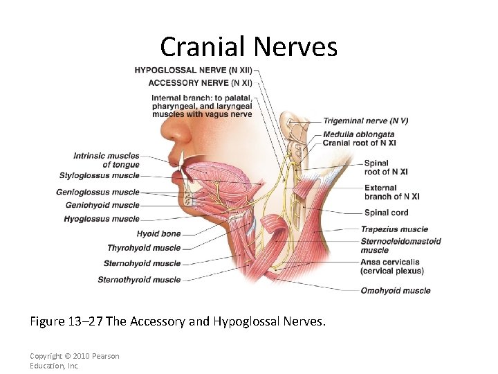 Cranial Nerves Figure 13– 27 The Accessory and Hypoglossal Nerves. Copyright © 2010 Pearson