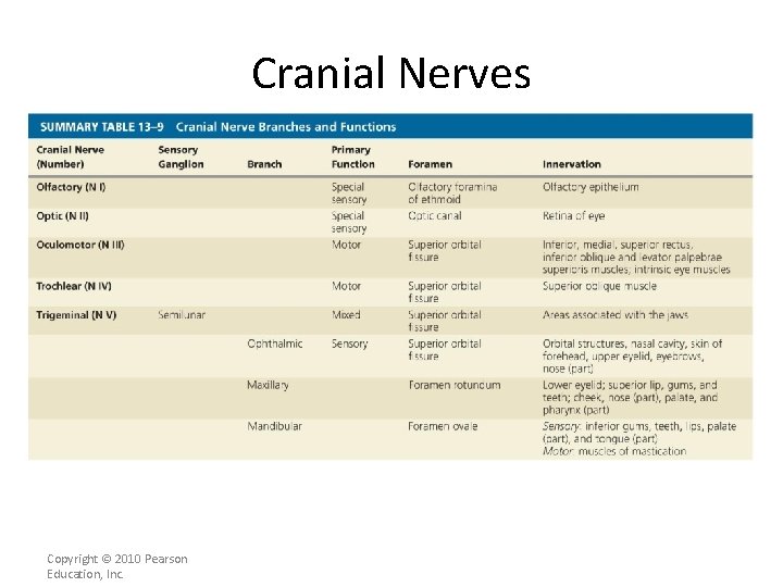Cranial Nerves Copyright © 2010 Pearson Education, Inc. 