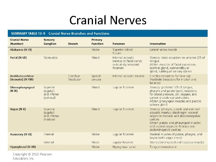 Cranial Nerves Copyright © 2010 Pearson Education, Inc. 