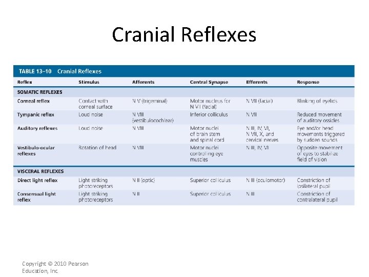 Cranial Reflexes Copyright © 2010 Pearson Education, Inc. 