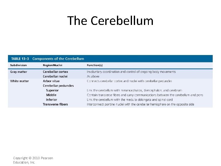 The Cerebellum Copyright © 2010 Pearson Education, Inc. 