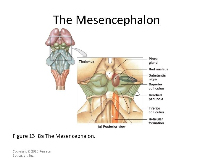 The Mesencephalon Figure 13– 8 a The Mesencephalon. Copyright © 2010 Pearson Education, Inc.