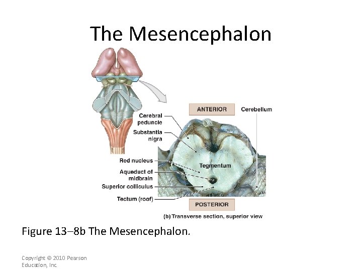 The Mesencephalon Figure 13– 8 b The Mesencephalon. Copyright © 2010 Pearson Education, Inc.