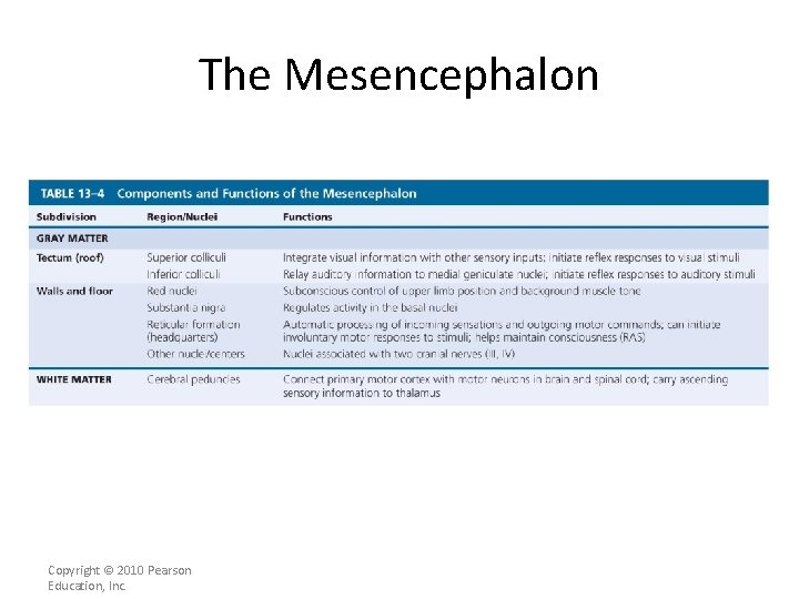 The Mesencephalon Copyright © 2010 Pearson Education, Inc. 