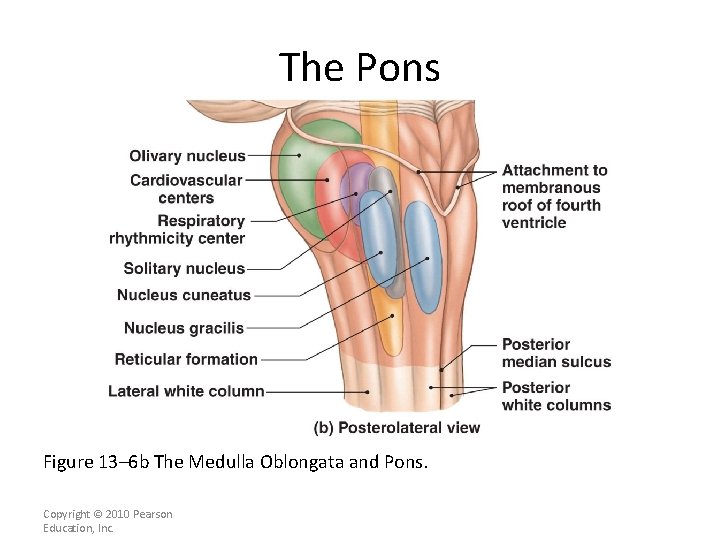 The Pons Figure 13– 6 b The Medulla Oblongata and Pons. Copyright © 2010