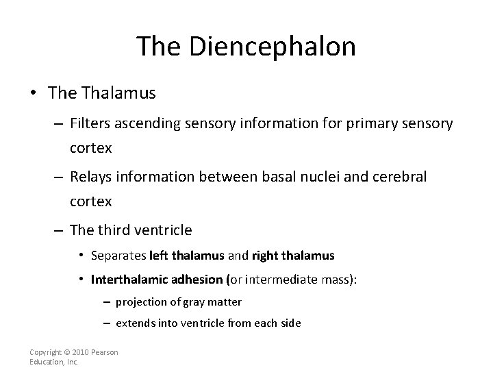 The Diencephalon • The Thalamus – Filters ascending sensory information for primary sensory cortex