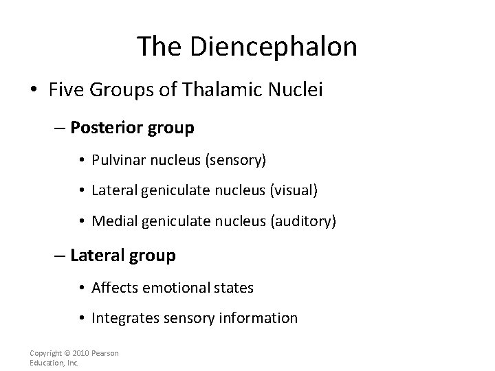 The Diencephalon • Five Groups of Thalamic Nuclei – Posterior group • Pulvinar nucleus