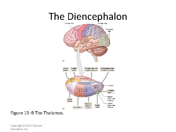 The Diencephalon Figure 13– 9 The Thalamus. Copyright © 2010 Pearson Education, Inc. 