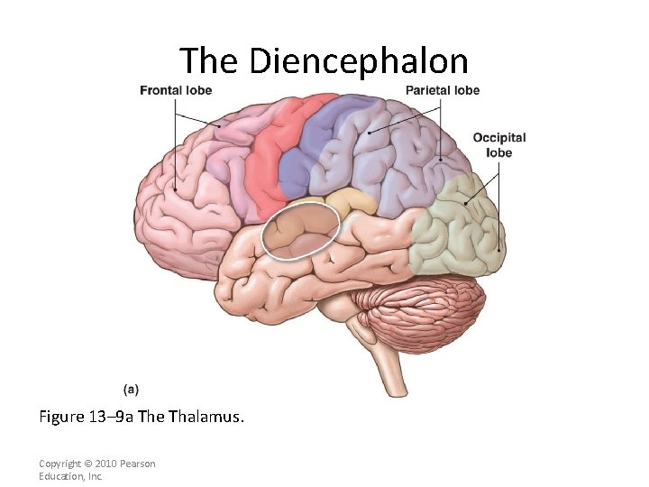 The Diencephalon Figure 13– 9 a The Thalamus. Copyright © 2010 Pearson Education, Inc.