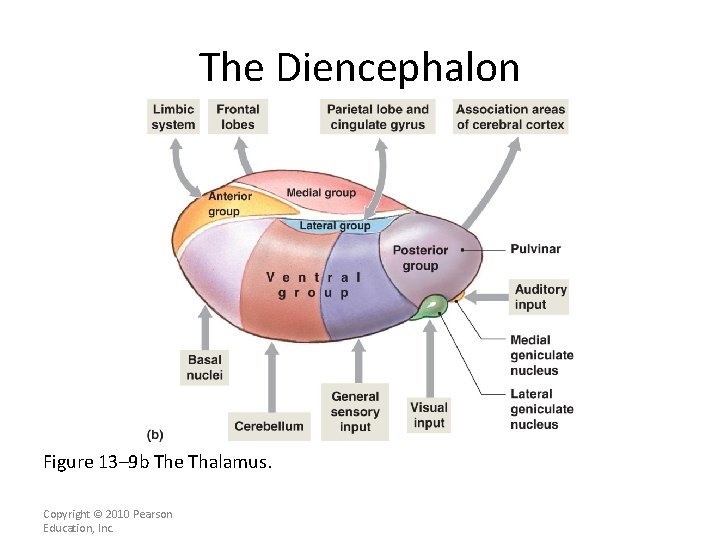 The Diencephalon Figure 13– 9 b The Thalamus. Copyright © 2010 Pearson Education, Inc.