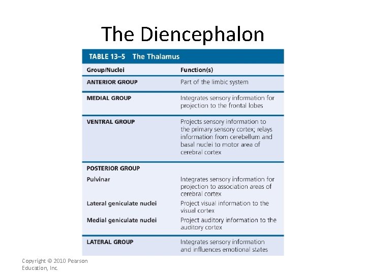 The Diencephalon Copyright © 2010 Pearson Education, Inc. 