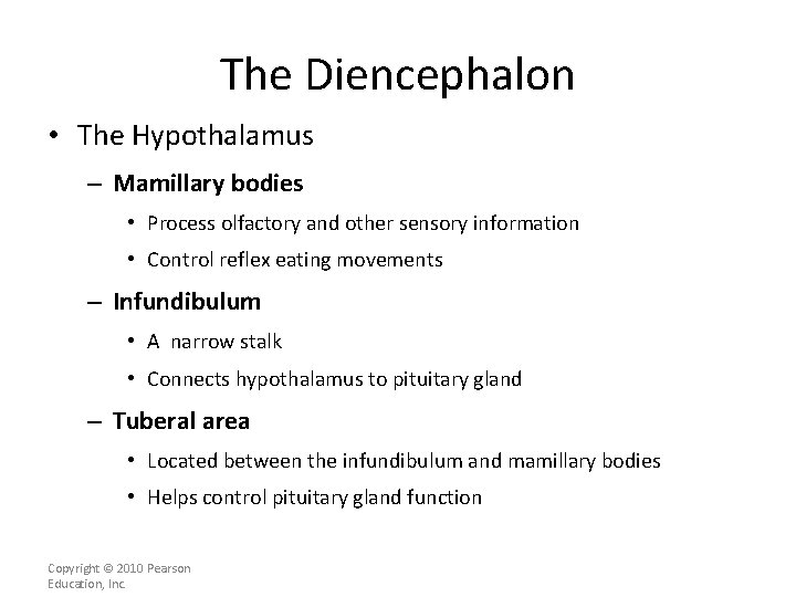 The Diencephalon • The Hypothalamus – Mamillary bodies • Process olfactory and other sensory