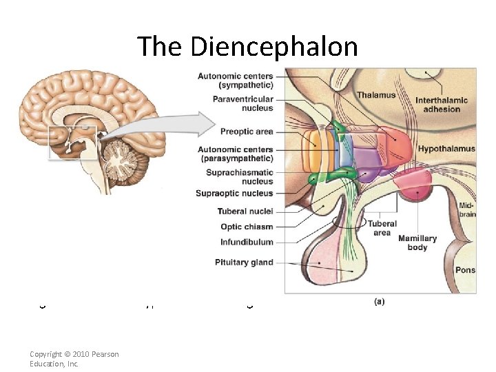 The Diencephalon Figure 13– 10 a The Hypothalamus in Sagittal Section. Copyright © 2010