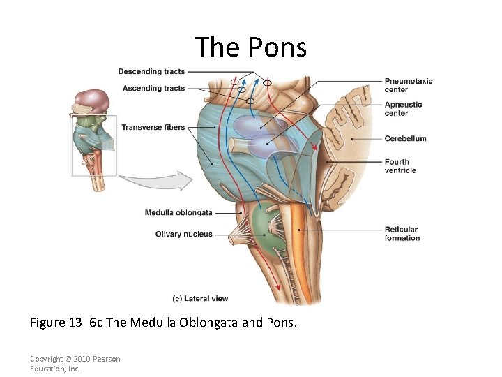 The Pons Figure 13– 6 c The Medulla Oblongata and Pons. Copyright © 2010