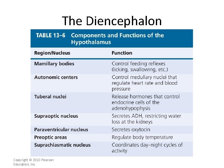 The Diencephalon Copyright © 2010 Pearson Education, Inc. 