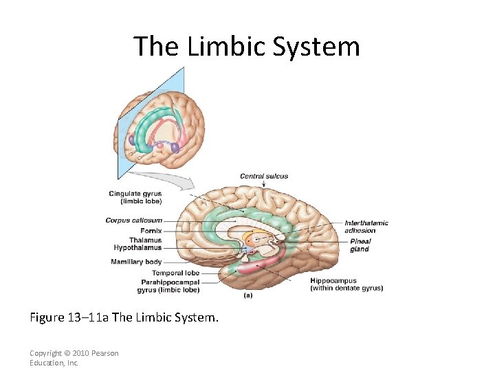 The Limbic System Figure 13– 11 a The Limbic System. Copyright © 2010 Pearson