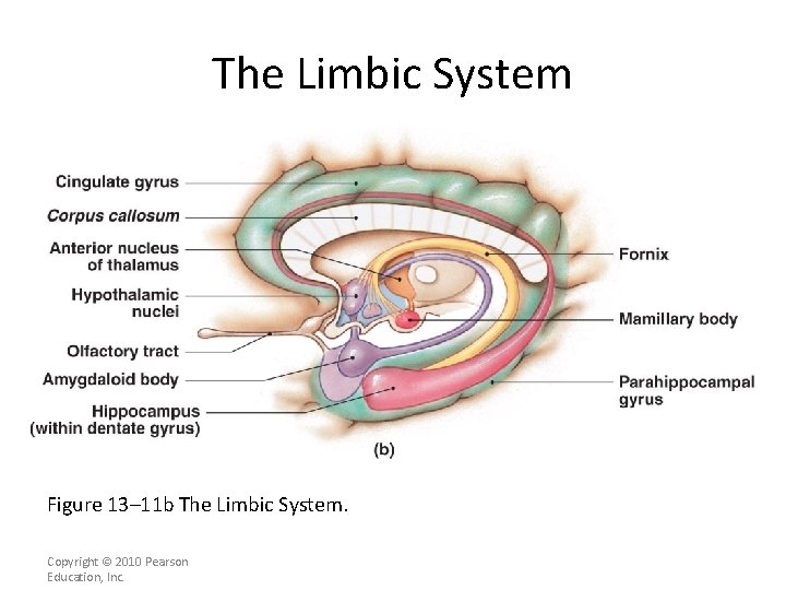 The Limbic System Figure 13– 11 b The Limbic System. Copyright © 2010 Pearson