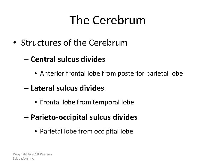 The Cerebrum • Structures of the Cerebrum – Central sulcus divides • Anterior frontal