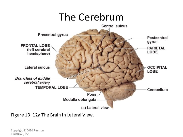 The Cerebrum Figure 13– 12 a The Brain in Lateral View. Copyright © 2010