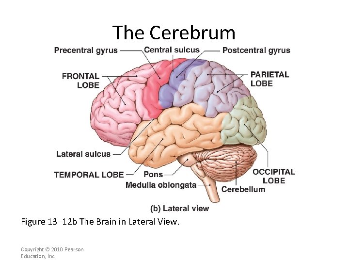 The Cerebrum Figure 13– 12 b The Brain in Lateral View. Copyright © 2010