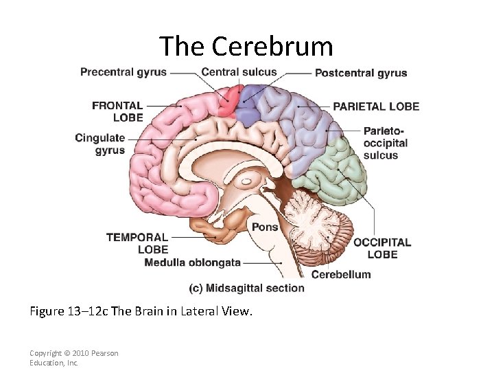 The Cerebrum Figure 13– 12 c The Brain in Lateral View. Copyright © 2010