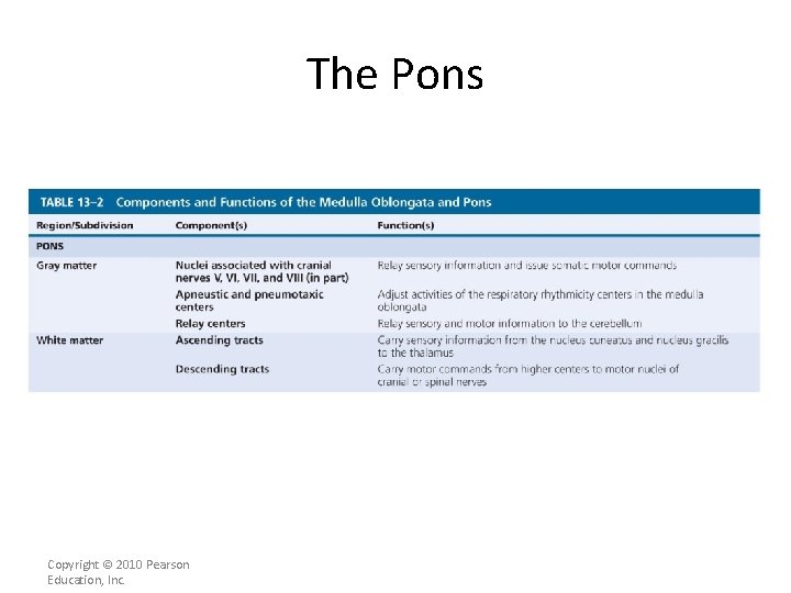 The Pons Copyright © 2010 Pearson Education, Inc. 