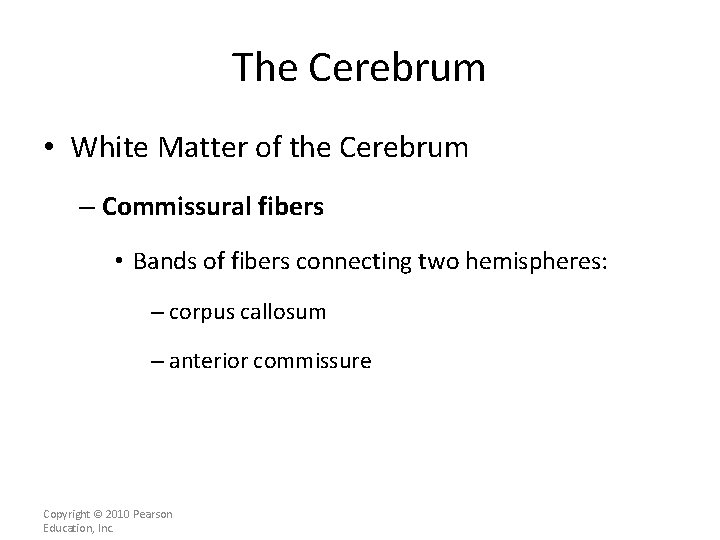 The Cerebrum • White Matter of the Cerebrum – Commissural fibers • Bands of