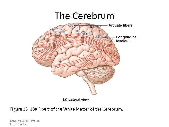 The Cerebrum Figure 13– 13 a Fibers of the White Matter of the Cerebrum.