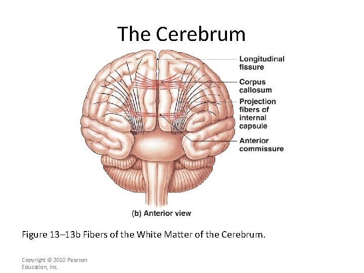 The Cerebrum Figure 13– 13 b Fibers of the White Matter of the Cerebrum.