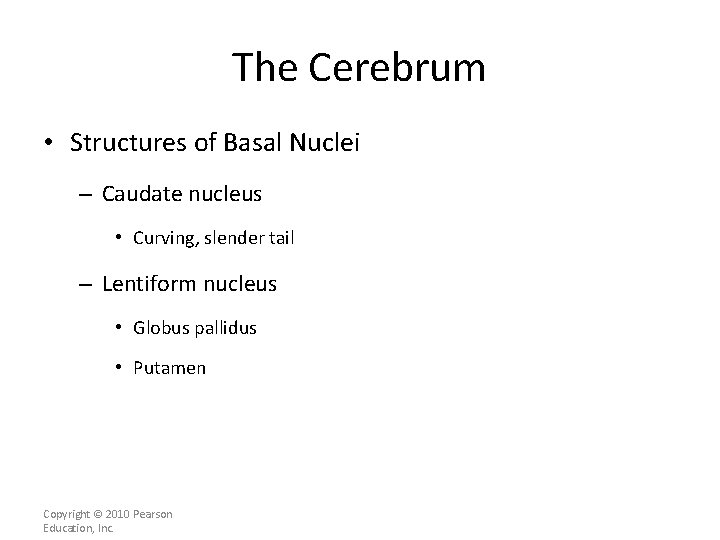 The Cerebrum • Structures of Basal Nuclei – Caudate nucleus • Curving, slender tail