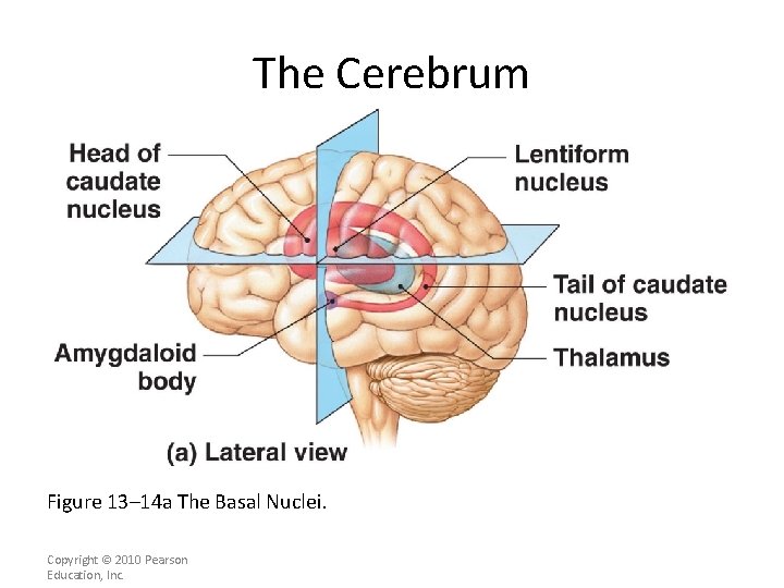 The Cerebrum Figure 13– 14 a The Basal Nuclei. Copyright © 2010 Pearson Education,