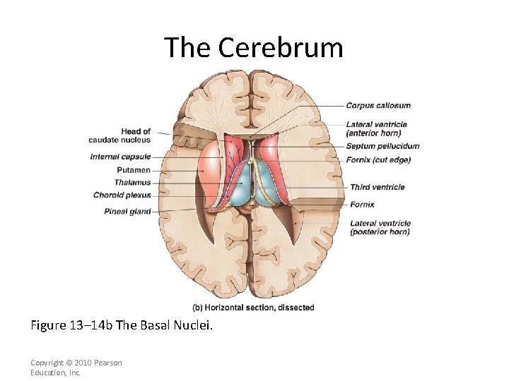 The Cerebrum Figure 13– 14 b The Basal Nuclei. Copyright © 2010 Pearson Education,