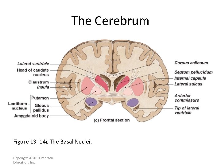 The Cerebrum Figure 13– 14 c The Basal Nuclei. Copyright © 2010 Pearson Education,
