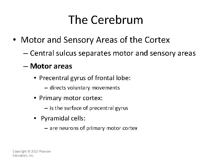 The Cerebrum • Motor and Sensory Areas of the Cortex – Central sulcus separates