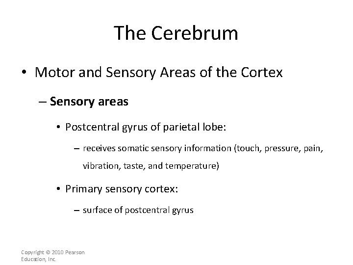 The Cerebrum • Motor and Sensory Areas of the Cortex – Sensory areas •