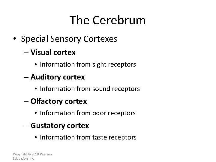 The Cerebrum • Special Sensory Cortexes – Visual cortex • Information from sight receptors