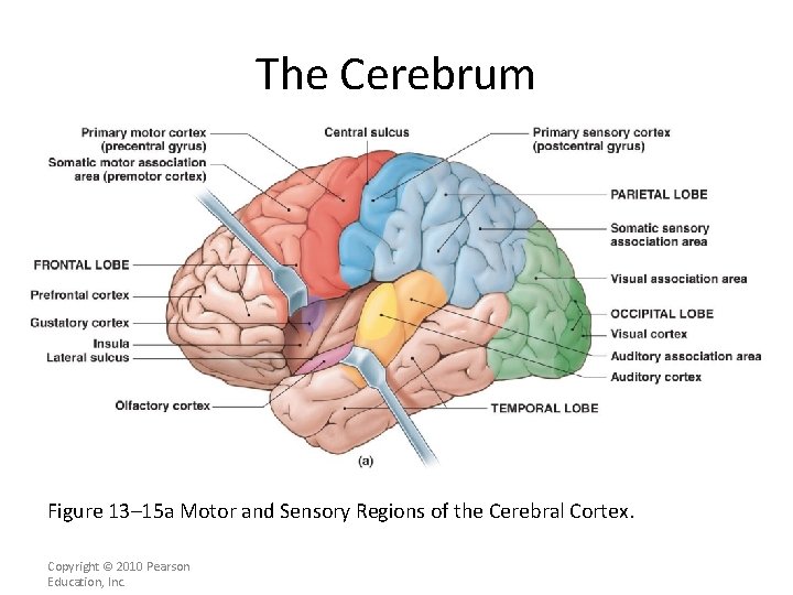 The Cerebrum Figure 13– 15 a Motor and Sensory Regions of the Cerebral Cortex.