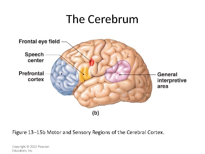 The Cerebrum Figure 13– 15 b Motor and Sensory Regions of the Cerebral Cortex.