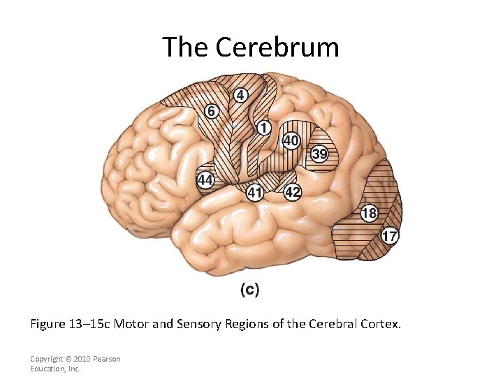 The Cerebrum Figure 13– 15 c Motor and Sensory Regions of the Cerebral Cortex.