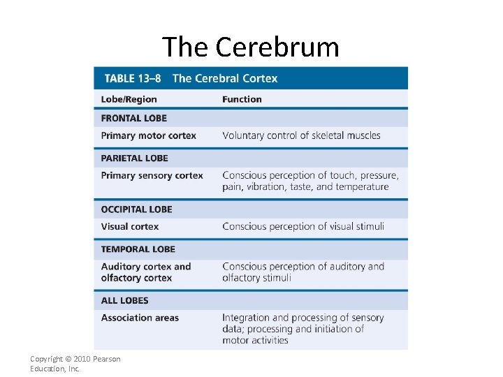 The Cerebrum Copyright © 2010 Pearson Education, Inc. 