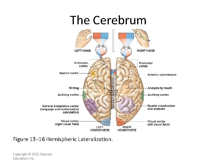The Cerebrum Figure 13– 16 Hemispheric Lateralization. Copyright © 2010 Pearson Education, Inc. 