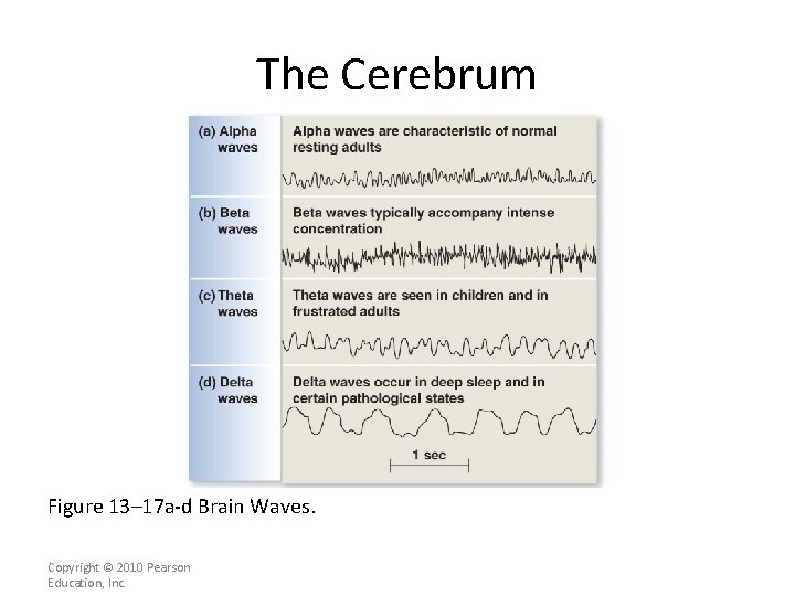 The Cerebrum Figure 13– 17 a-d Brain Waves. Copyright © 2010 Pearson Education, Inc.